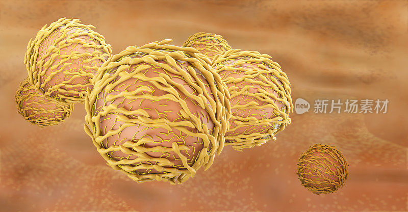 淋巴细胞,3 d插图。特写t细胞或b细胞